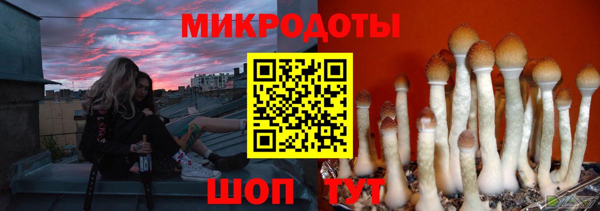 Галлюциногенные грибы Psilocybe Вологда